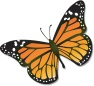 Monarch_butterfly 2